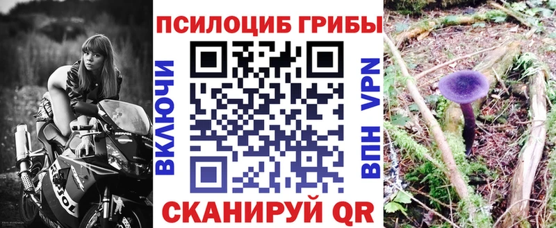 Купить где Горячий Ключ Псилоцибиновые грибы Cubensis